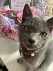新入社員(子ねこ)